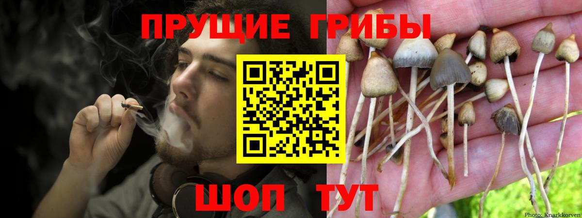 Галлюциногенные грибы Psilocybe Чебаркуль